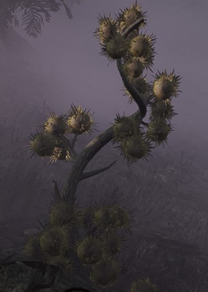 Spikey Plant.png